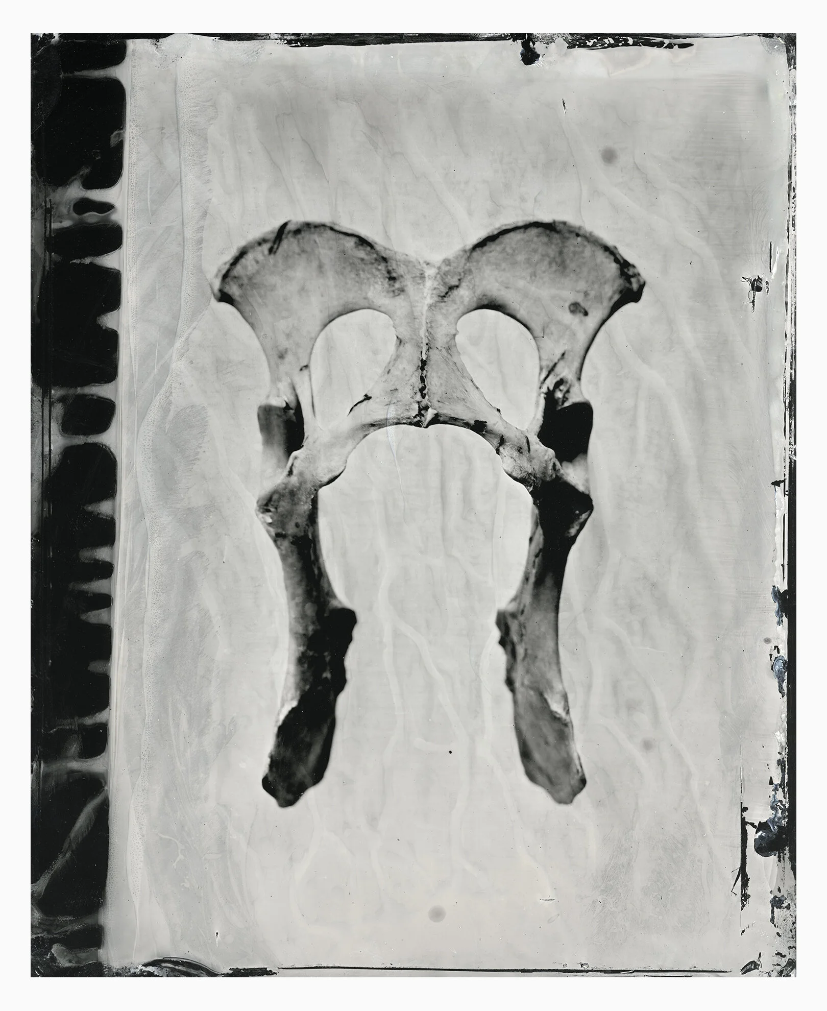 fox_alt_web copy.jpg