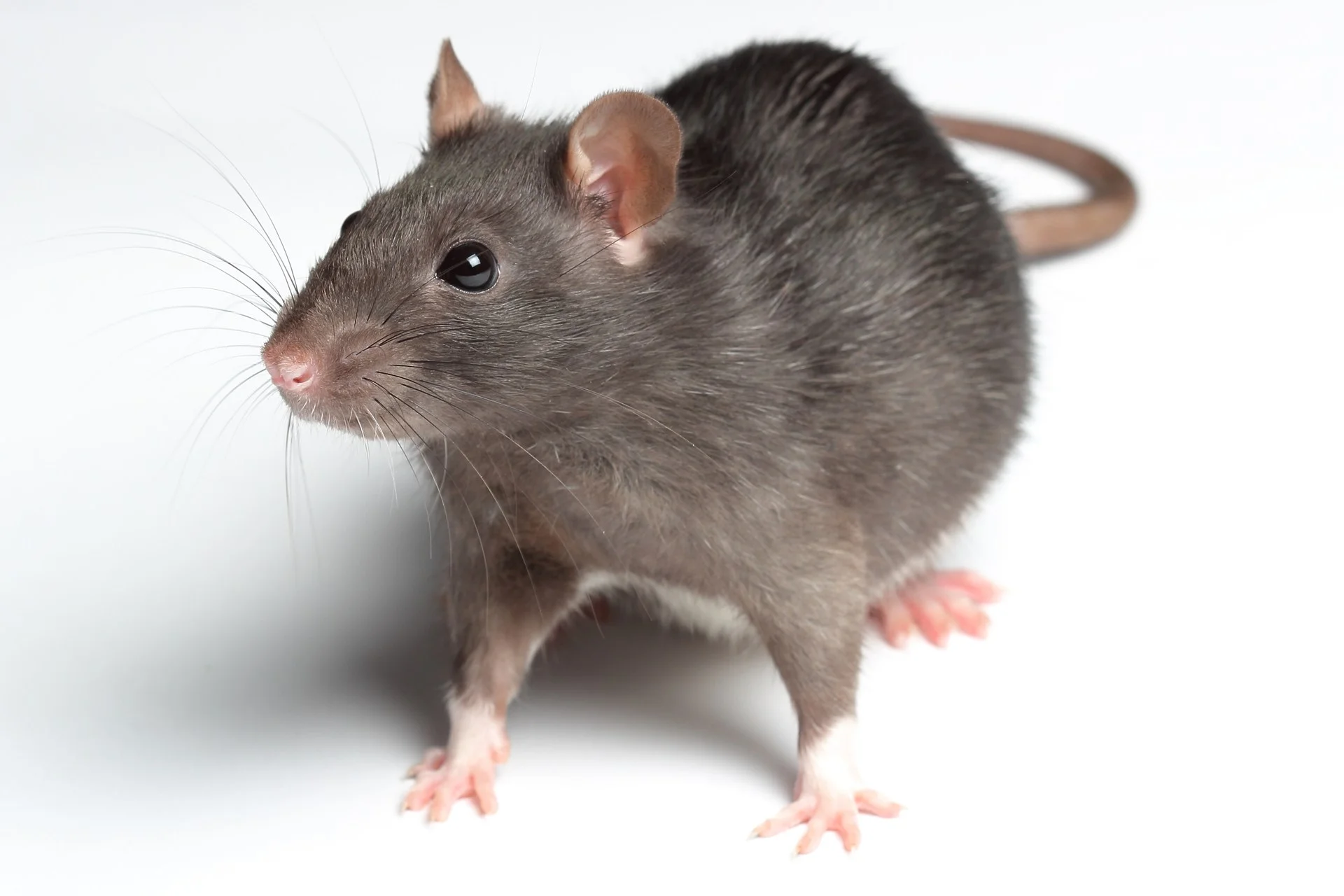 Cell Phone Radiation Exposure of 45 Minute Alters Blood Serotonin in Rats