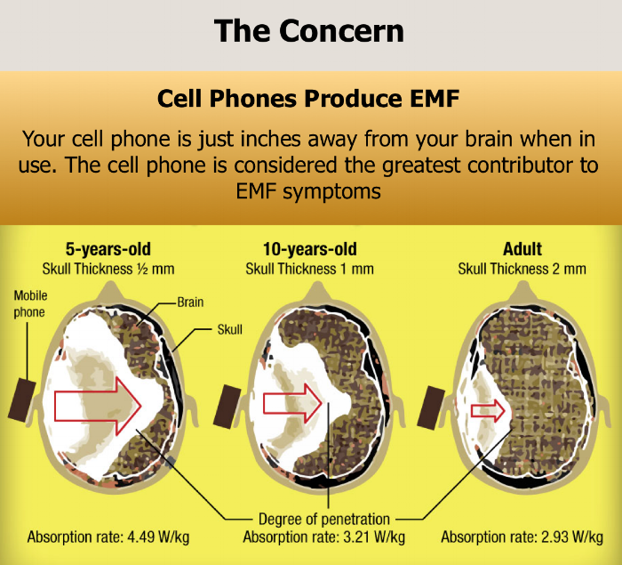 The above images show the penetration of the EMF into the brain.