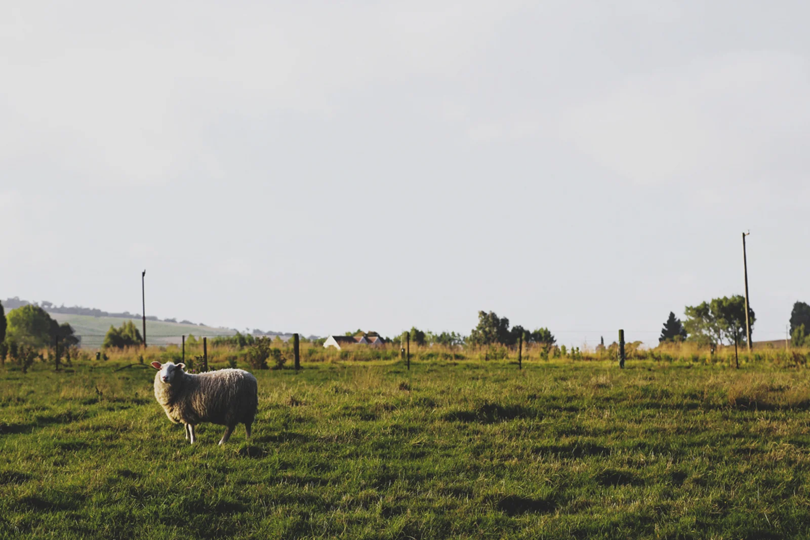 NZ1010.jpg