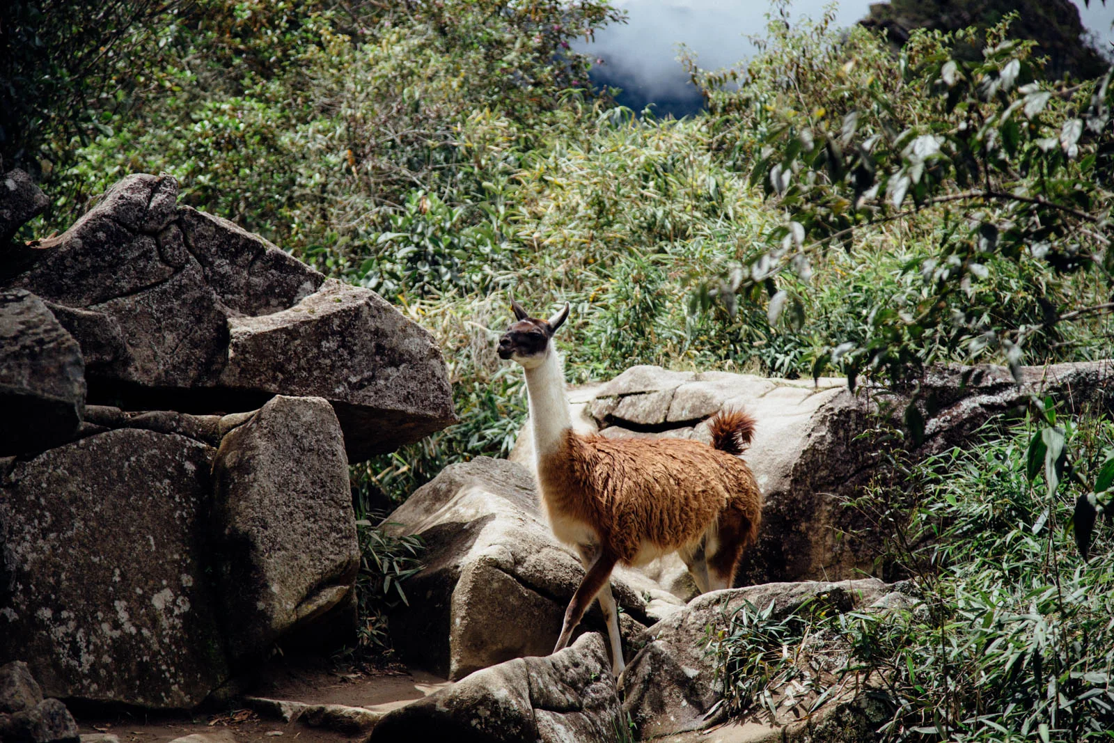 20141202-kkPeru100.jpg