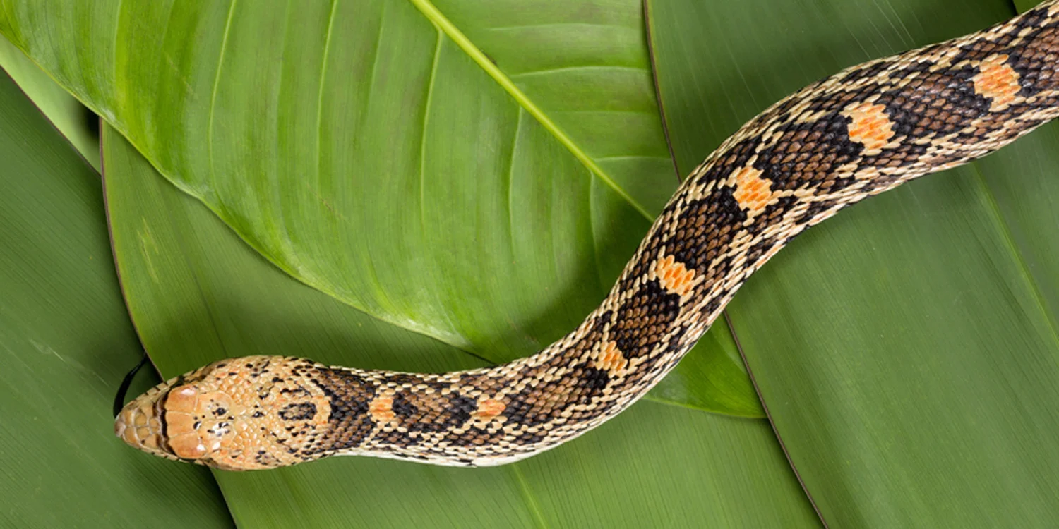 Snake Jewelry J Herwitt