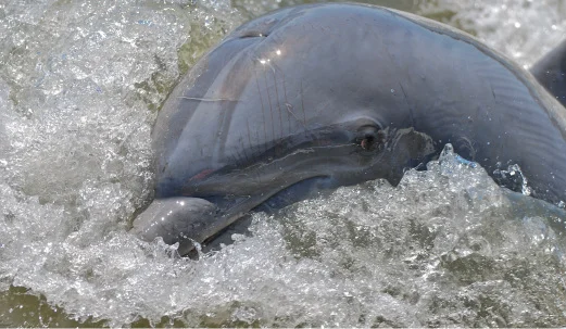 Dolphin.jpg