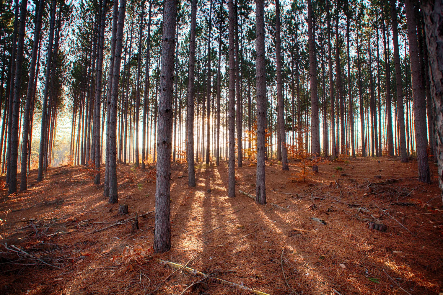 _MG_5568_HDR.jpg