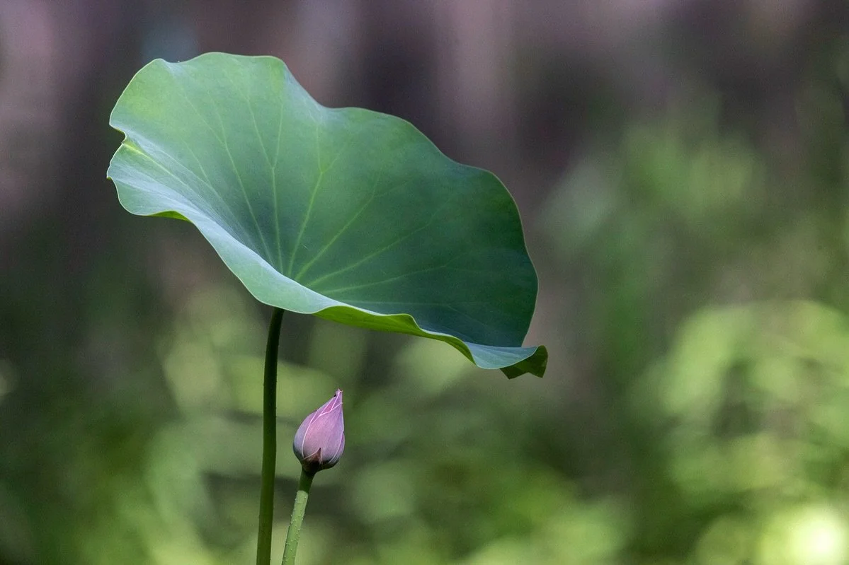 An amazing summer journey nurturing and watching this lotus plant come to life.