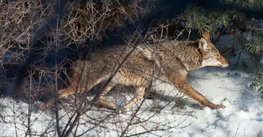 #41 No regrets coyote. #chicagocoyote #coyotes # Chicago #chicagonature