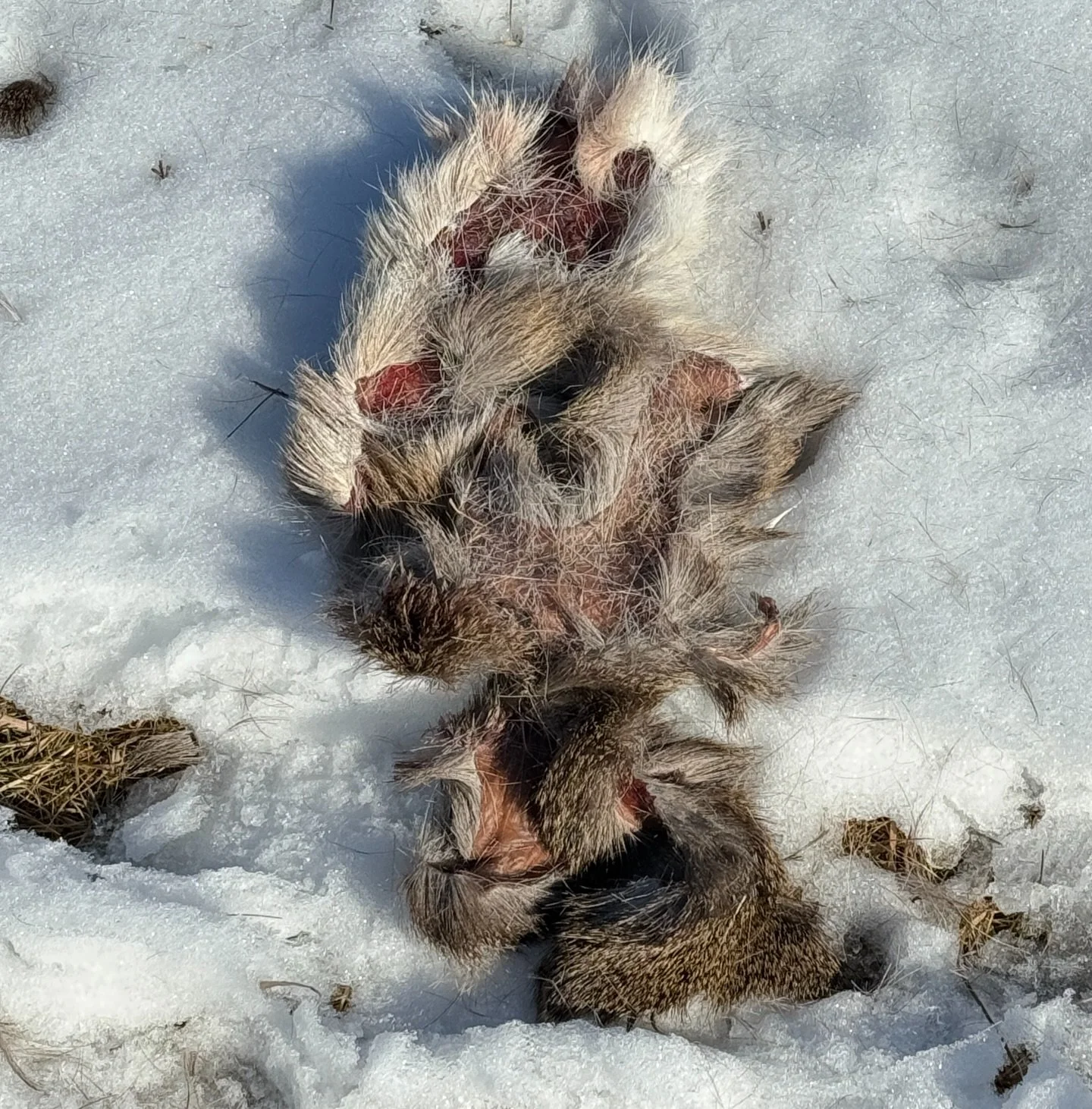 #42 the crew didn&rsquo;t get lunch in the forest today, but someone did! #hunted #fur #zion #setlife🎬