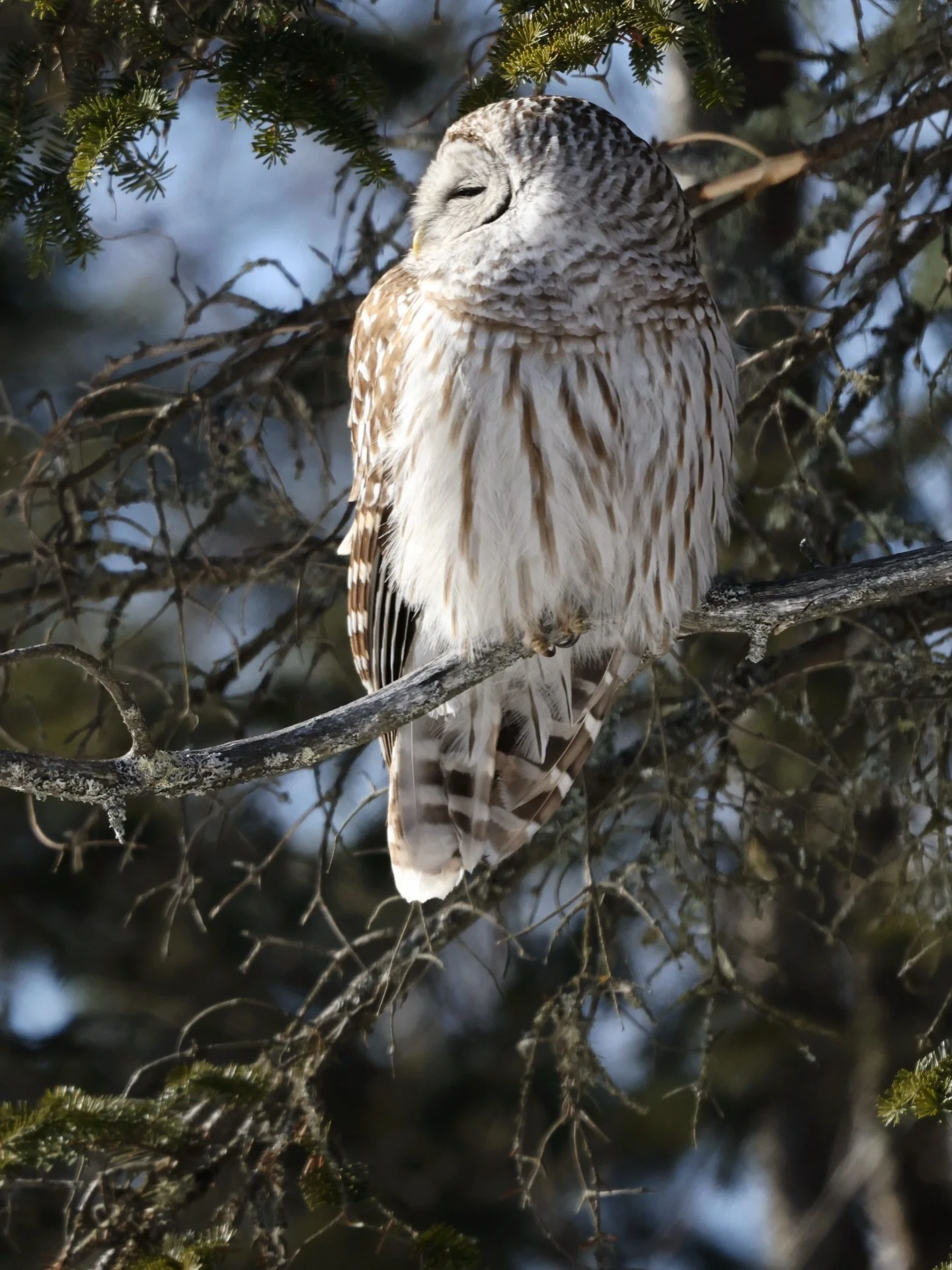 #61 Barred owl napping in the late winter sun. #barredowl  #owl #birding #birdingphotography