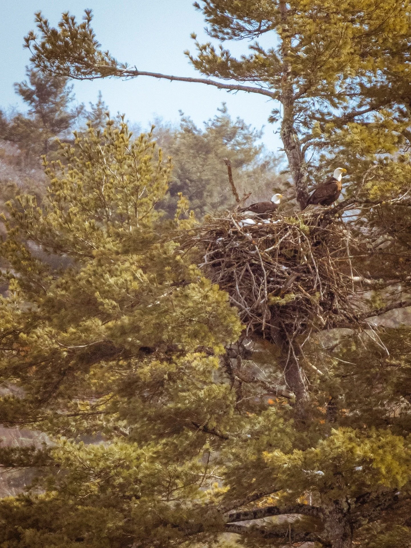 #63 #eaglenest #baldeagle