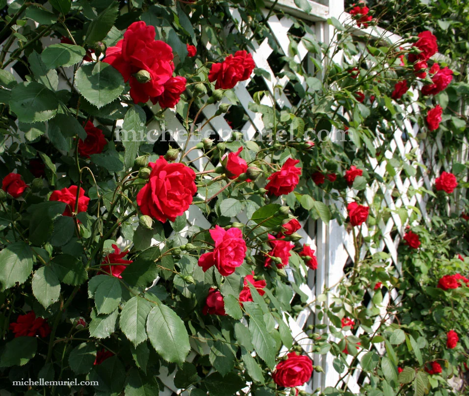 www.michellemuriel.com red roses michelle muriel blog.jpg