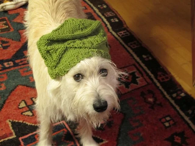 I can't resist throwing in a photo of Rocky, back in Maine. He was modeling a double-helix hat knitted for me by the Notebook's multitalented Shannara Gillman.