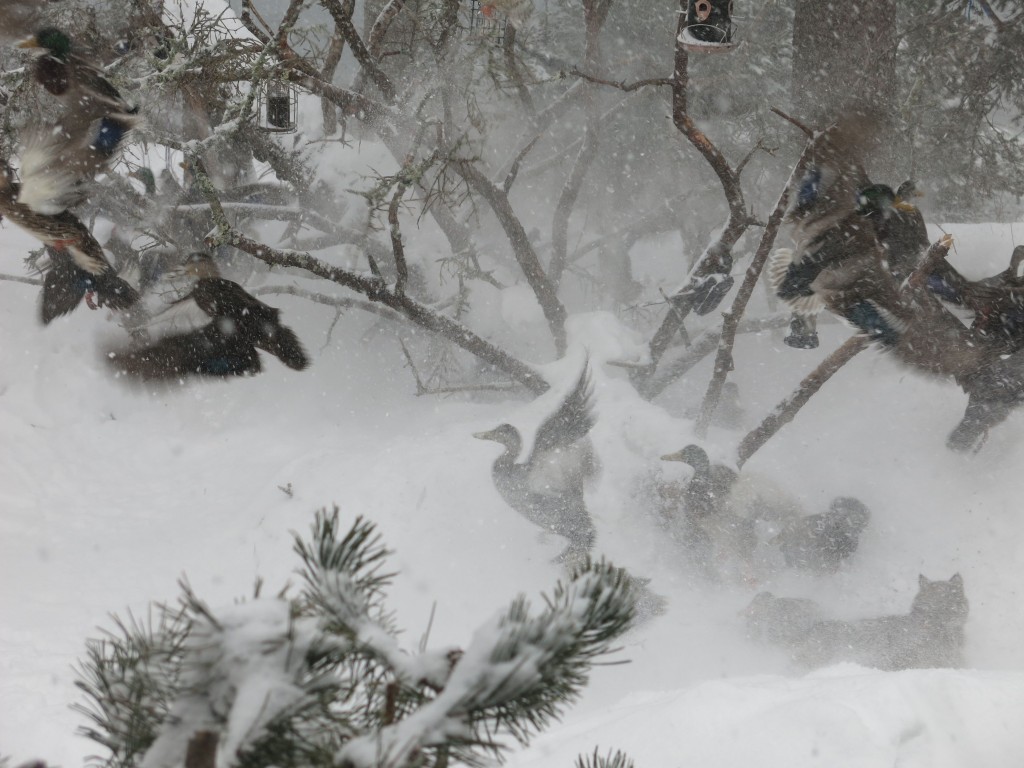 That’s the bobcat in the lower right.