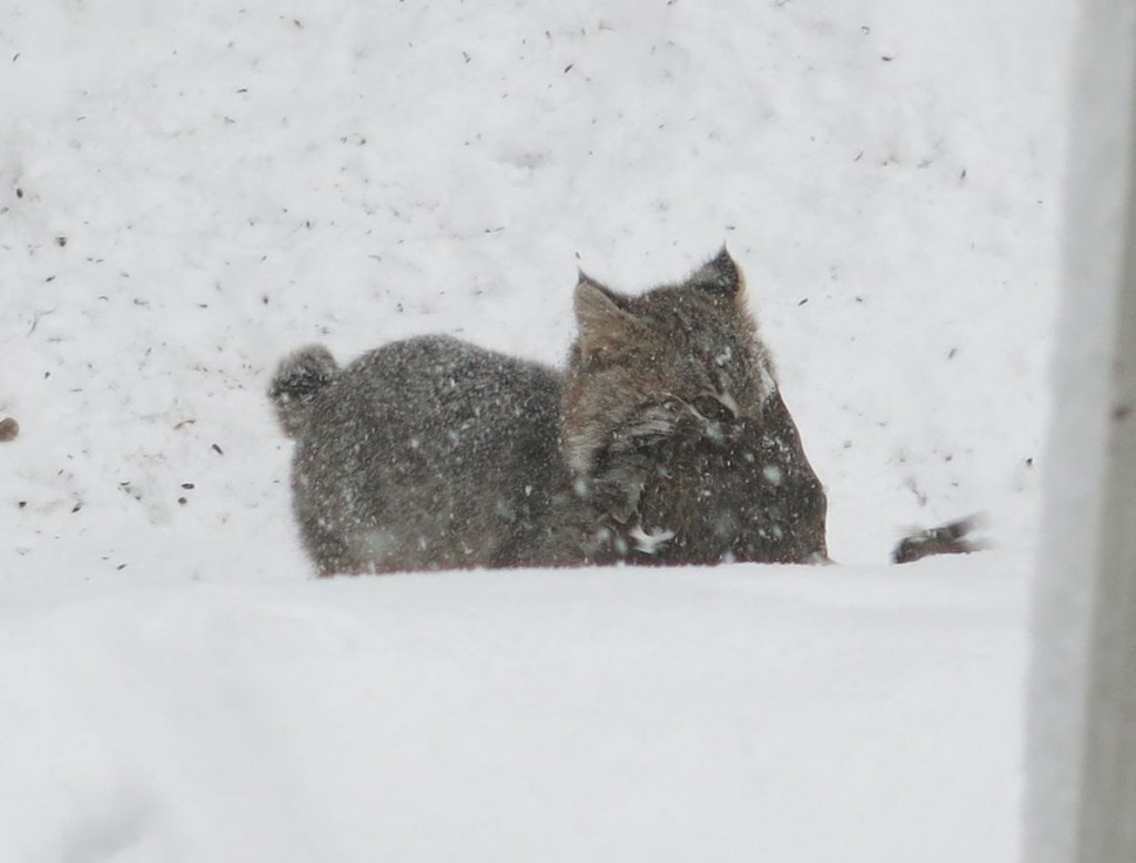 The bobcat scampered off with the duck he had caught.
