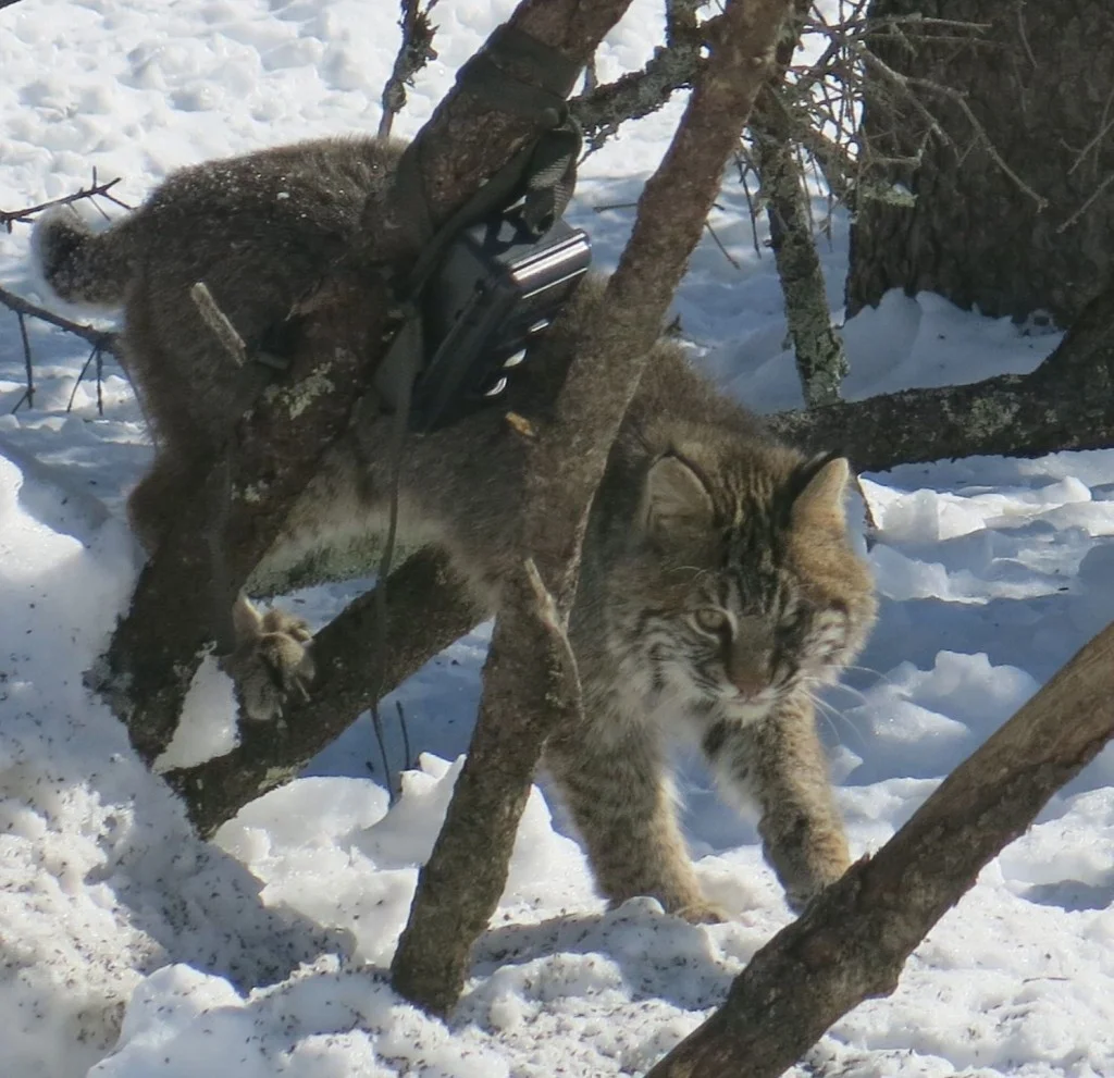 The bobcat often returned to scout our feeders. That black box is a motion-detecting wildlife camera.
