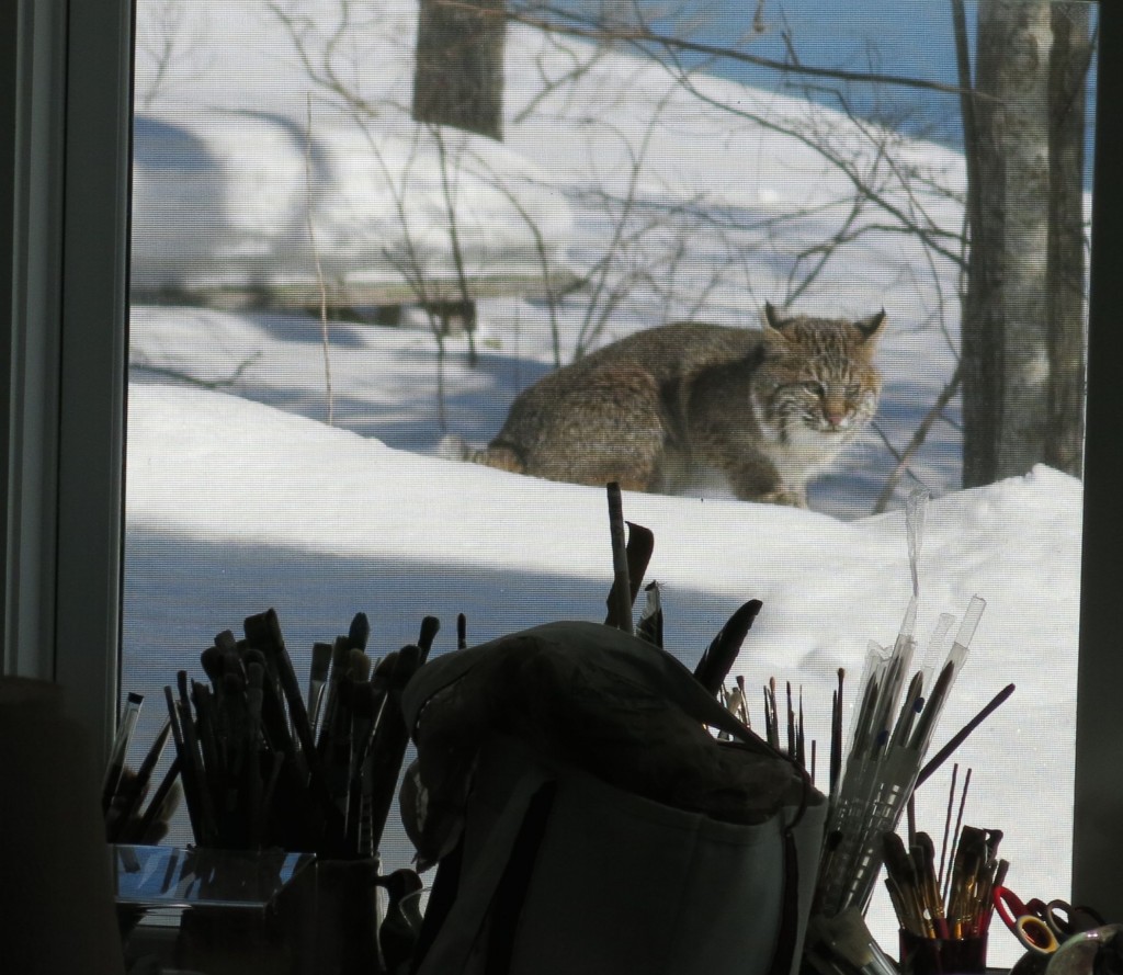 The cat often walked by our art studio. He sometimes hid under the picnic table in the distance when hunting.