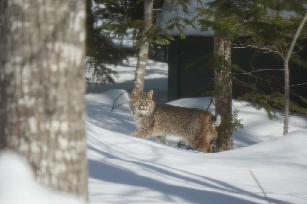 At times, apart from its short tail, the bobcat reminded us of an oversized Maine coon cat.