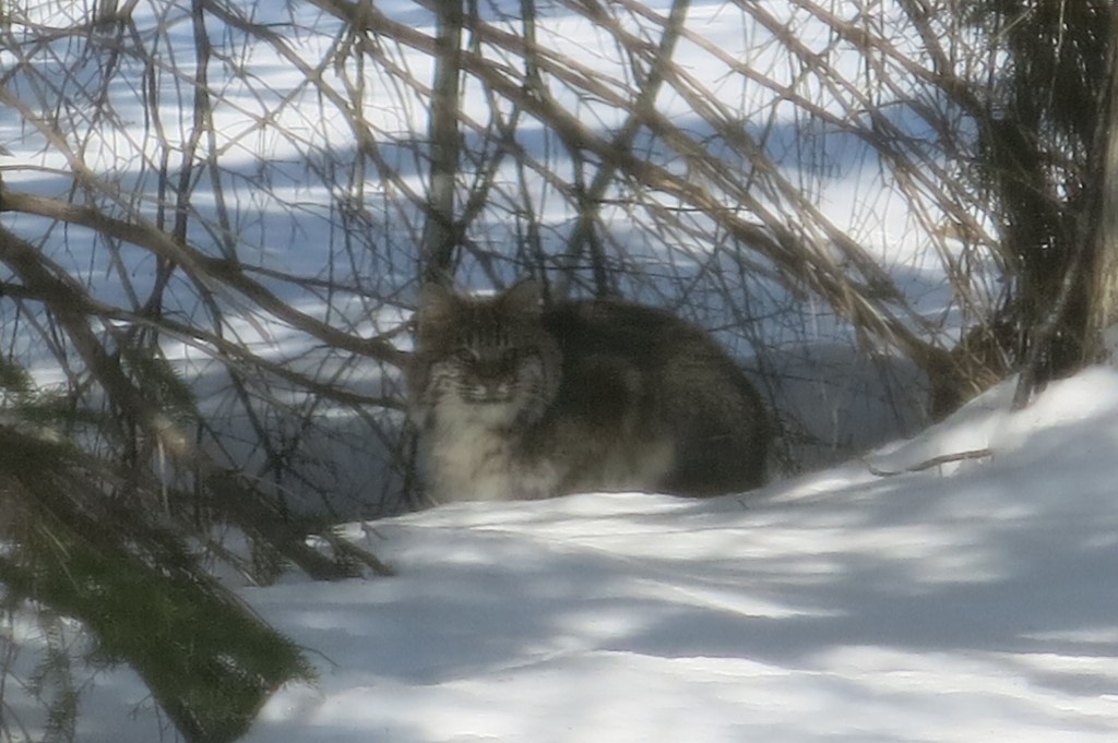 The bobcat in another of the resting spots along its route. Again, very house-cat-like.