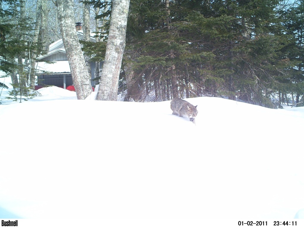 Here’s a shot from the motion cam.