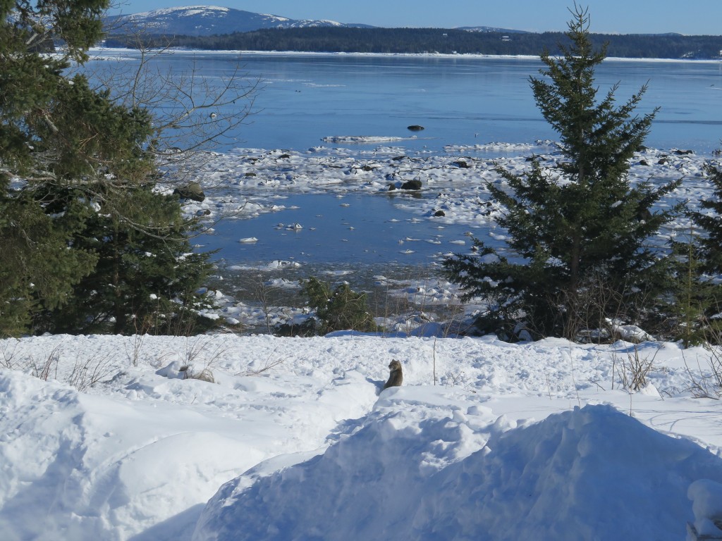 He paused to take in the coastal Maine view.
