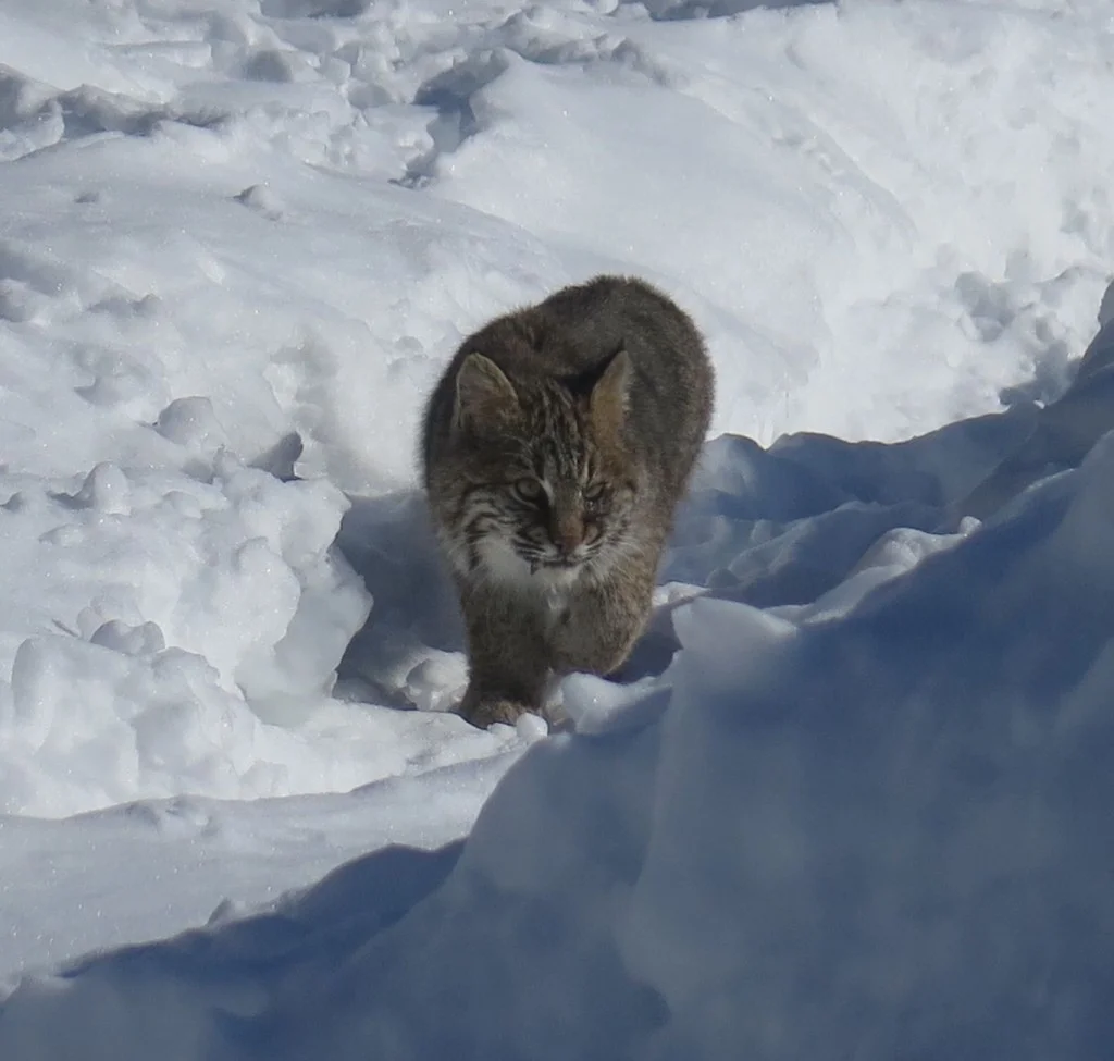 We’ll miss seeing this beautiful cat on the prowl.