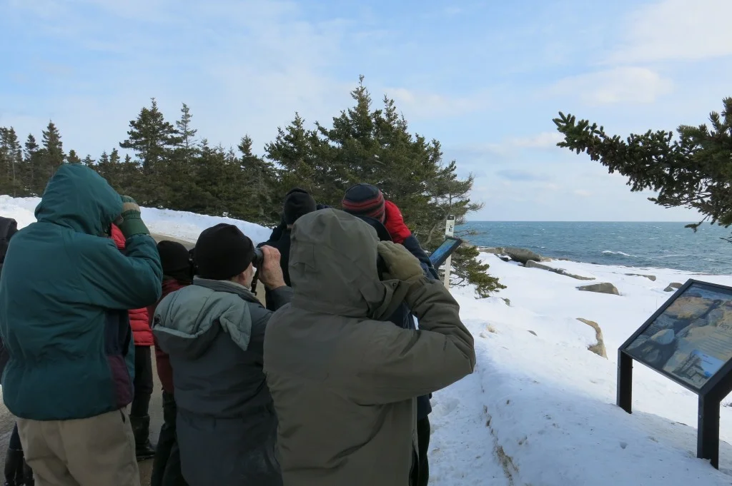 A bitter wind didn’t stop Chuck Whitney’s birding group from scouring the coast for eiders, goldeneyes, buffleheads, scoters, cormorants and gulls.