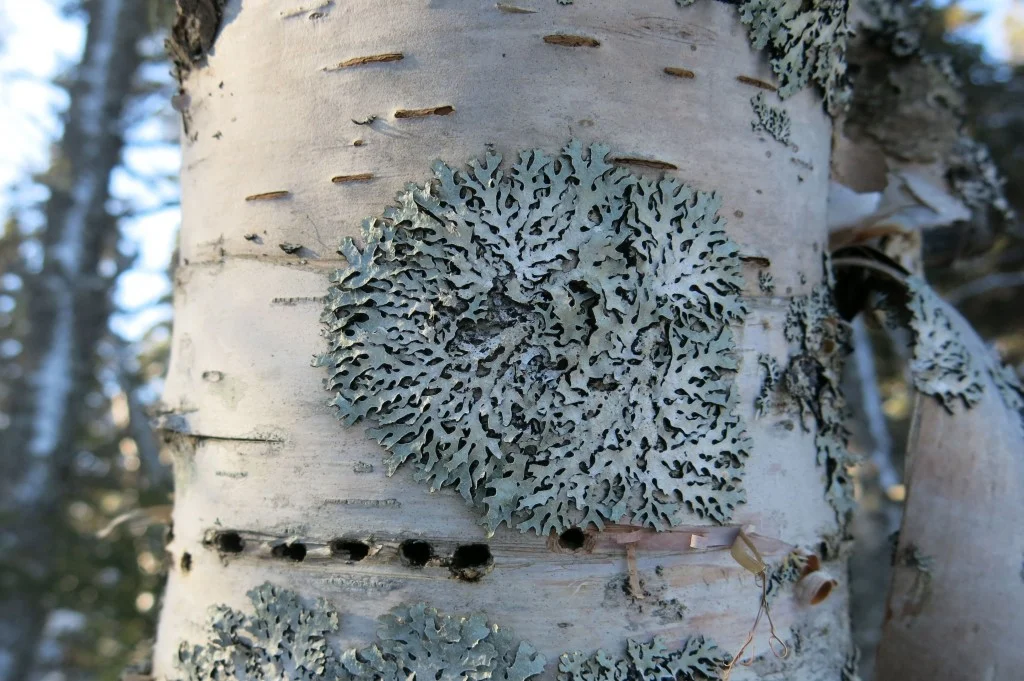 Lichen and lines of sapsucker holes adorned the Schoodic woods.
