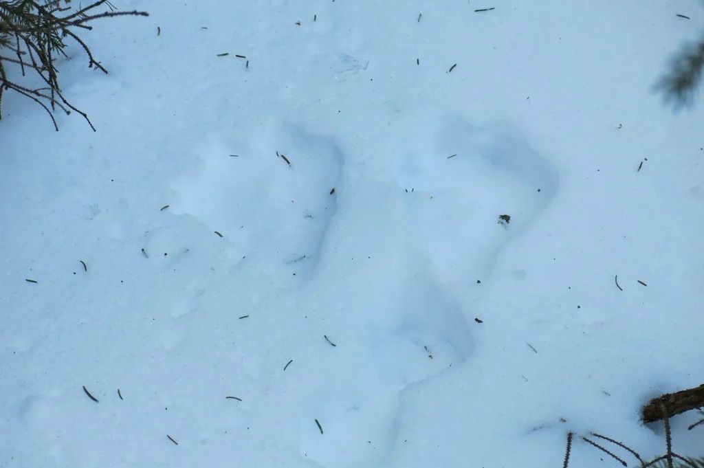 Snowshoe hare tracks. The front track marks were made by the animal’s snowshoe-like back feet as the hare hopped.