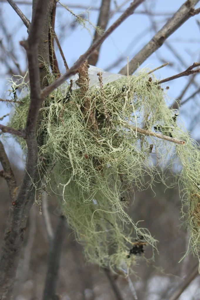 We debated whether this stick-and-lichen construction could have been a nest, perhaps for one of the many types of warblers found at Schoodic in warmer months.
