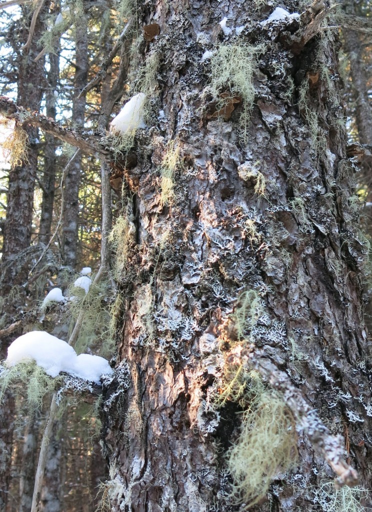 I loved this tree
