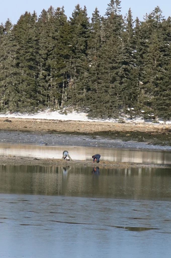 I popped out of the woods at one spot and saw clammers in the distance taking advantage of the day’s unusually low tide.