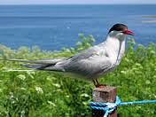 Arctic terns are declining so rapidly that Linda fears they may vanish from the Gulf of Maine within a decade.