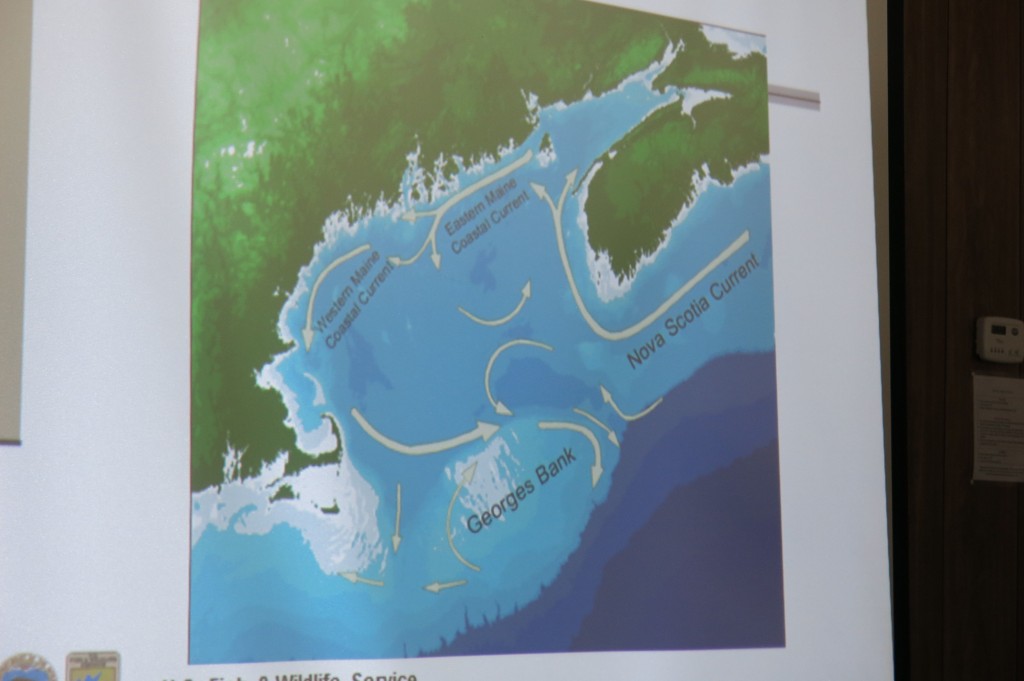 The Gulf of Maine.
