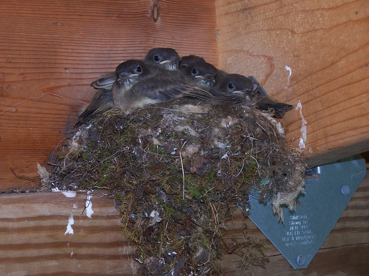 These phoebe chicks hatched in an eave by Notebook friend Leanne Nickon's art studio. Leanne didn't want to disturb the birds so she couldn't get into her studio for several days.