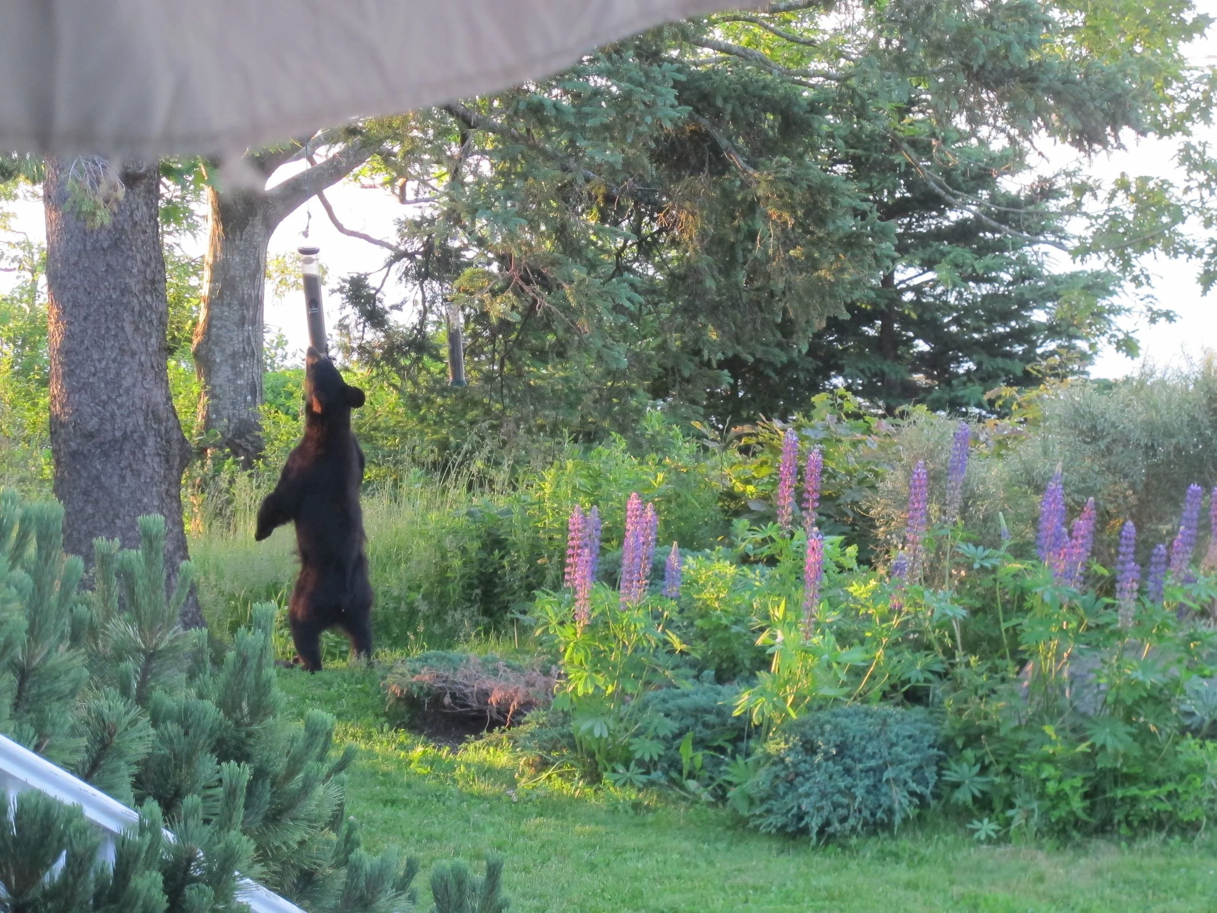 Two black bears visited our house in in June and made short work of our bird seed.