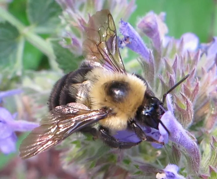 A little pollination action in late July in the garden in front of the Bar Harbor Notebook location we opened on Aug. 1.