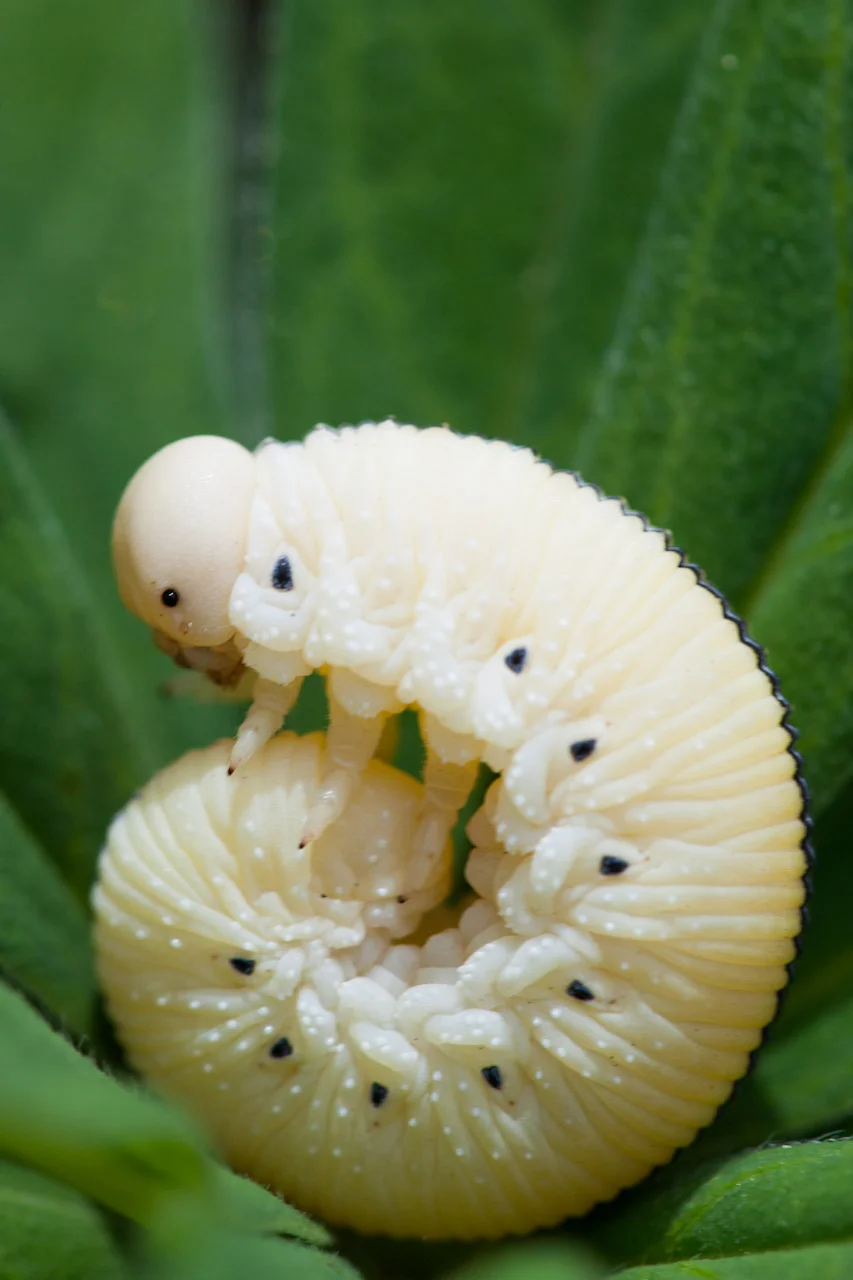 Our friend Vincent of Acadia Images Photography Workshops took this shot in Seal Harbor the other day. The cute creepy-crawly is an elm sawfly larva—and if you want to know how to tell a larva from a caterpillar, keep reading.