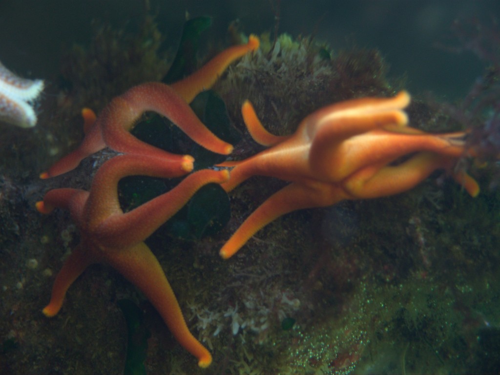 Another Vincent Lawrence shot, of starfish in the waters off Mount Desert Island.
