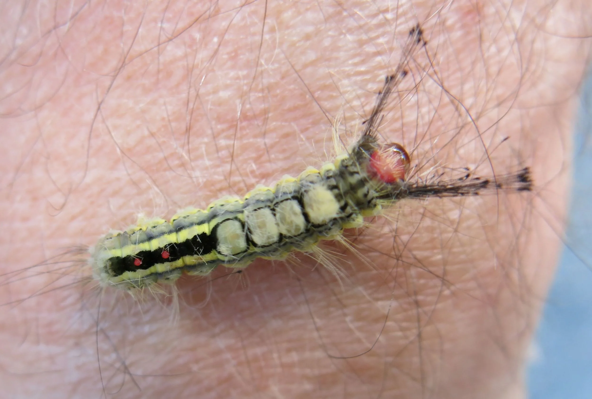 A white tussock moth caterpillar, Maine, August. This gorgeous type of caterpillar transforms into a camouflaged tan and brown moth.