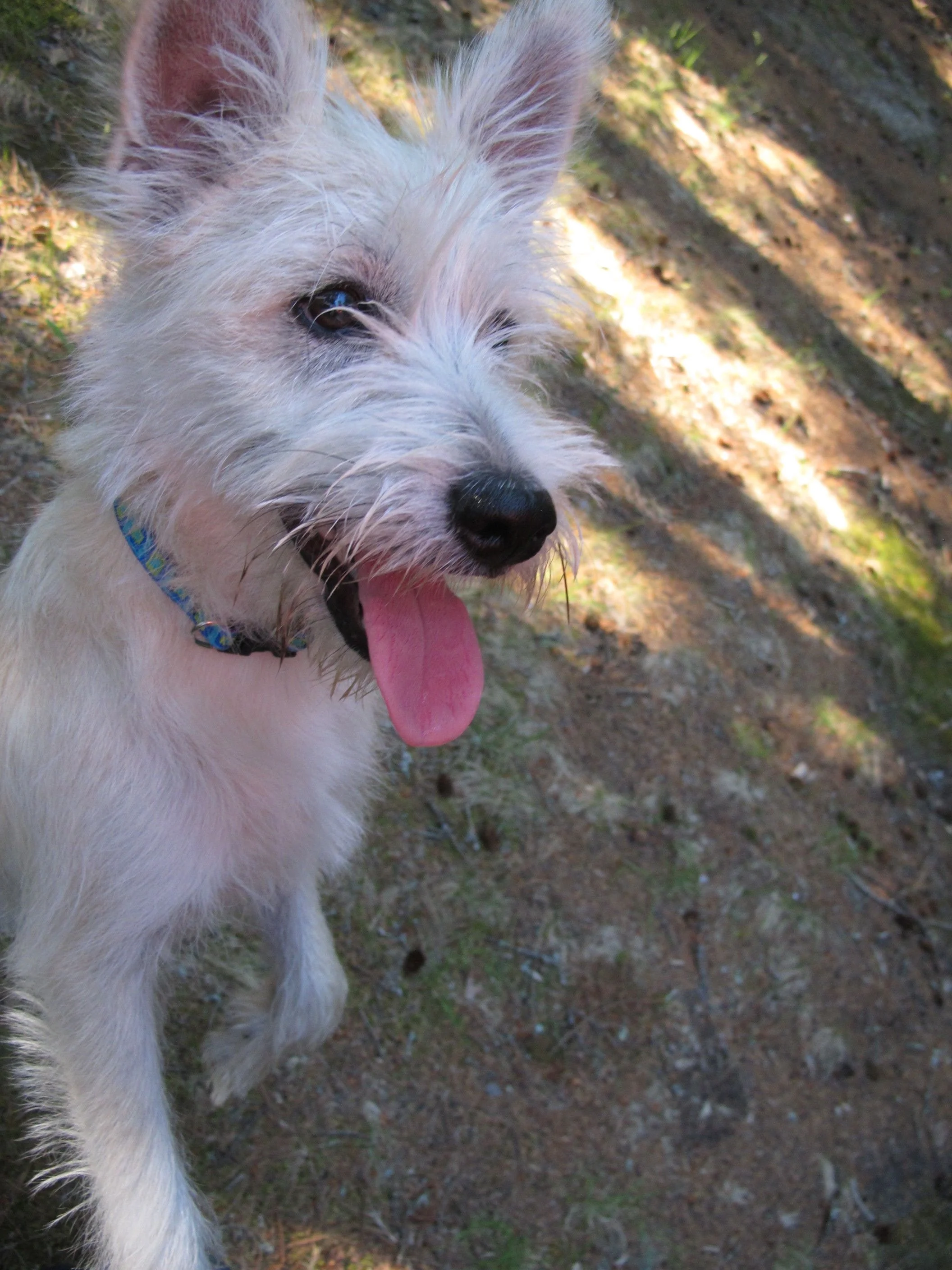 Meet Rocky. You'll likely see him if you visit The Naturalist's Notebook in Seal Harbor this season.