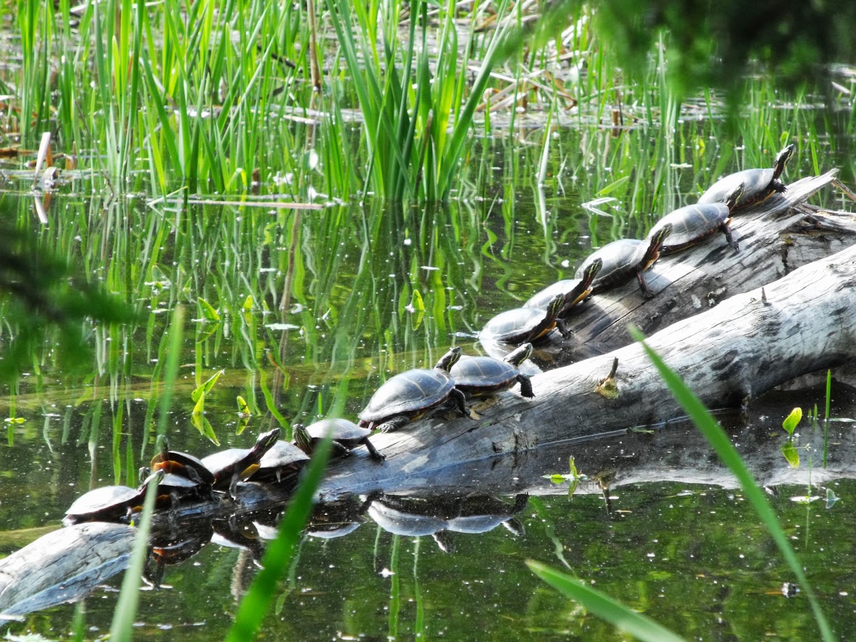 I'd never seen this many turtles sunning on one log.