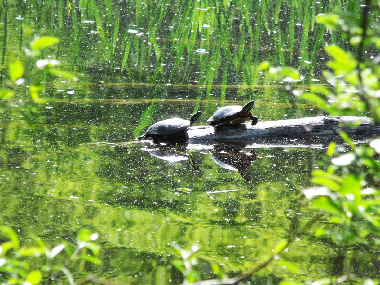 The female turtles lay eggs in shallow holes they dig on the water's edge—close enough that there's some water in the bottom of the hole. The temperature in this nest determines the gender of the baby turtles. If the nest is warm, the babies will be females; if it's too cold, the young turtles will be males.