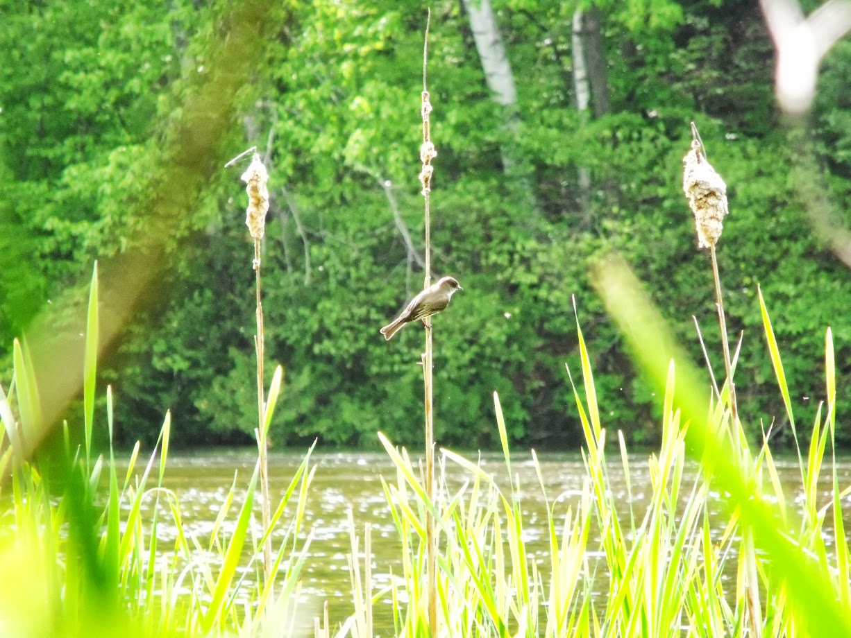 A phoebe took the scene in from a cattail.