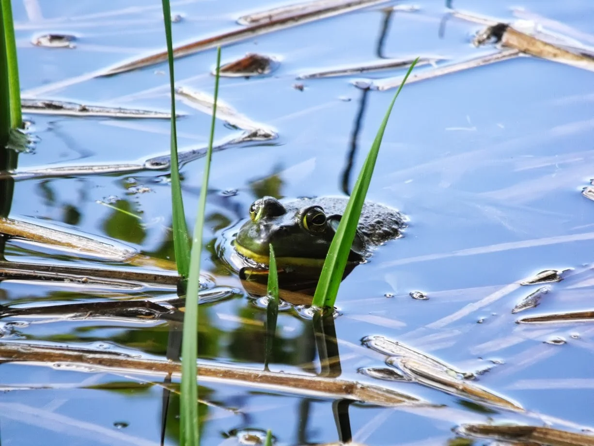 The frogs were hanging out too.
