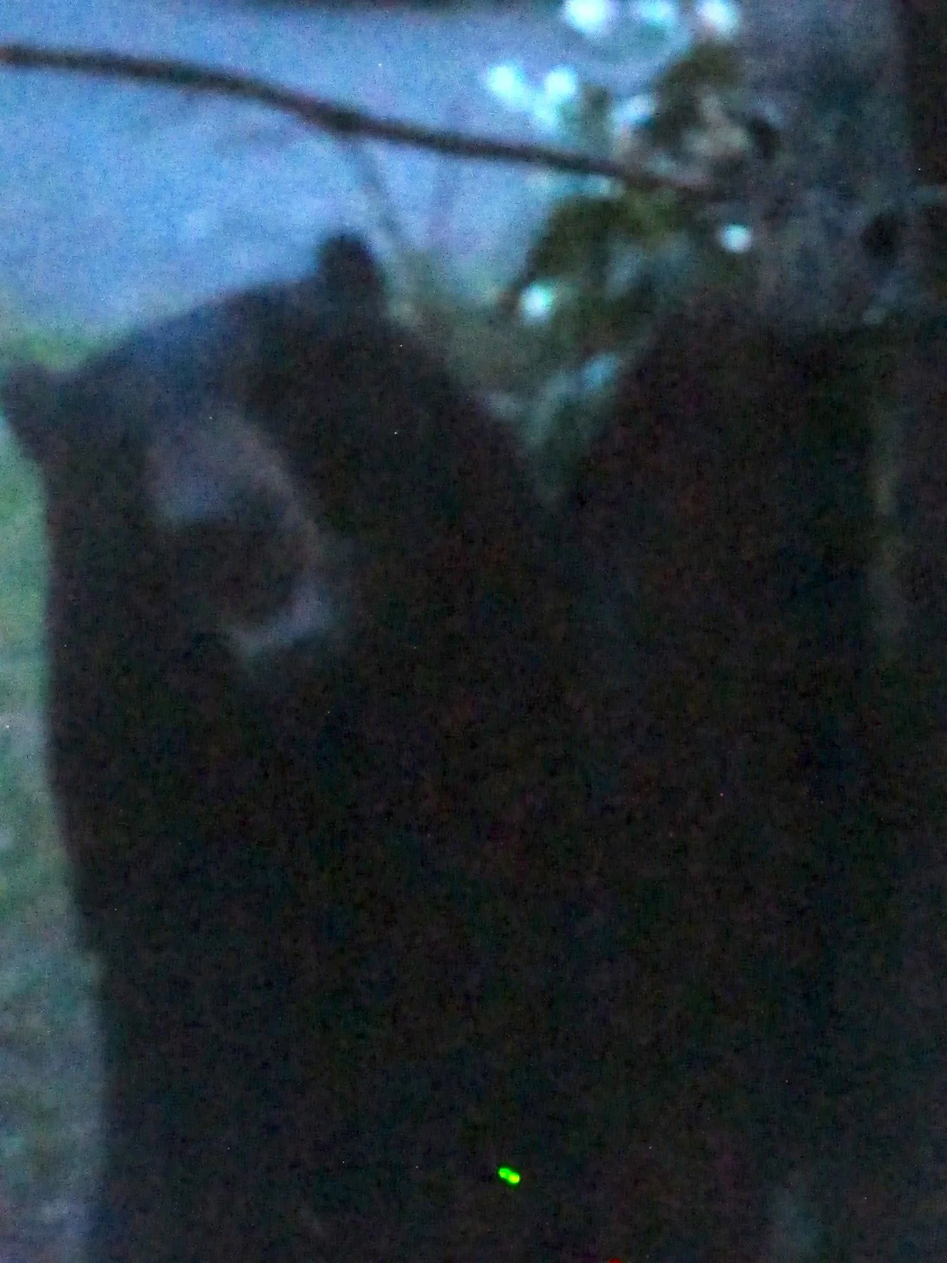 A black bear visited our house the other evening and chowed down on seed from all of our feeders. He or she also bent a steel pole on which one of our hummingbird feeders hangs.