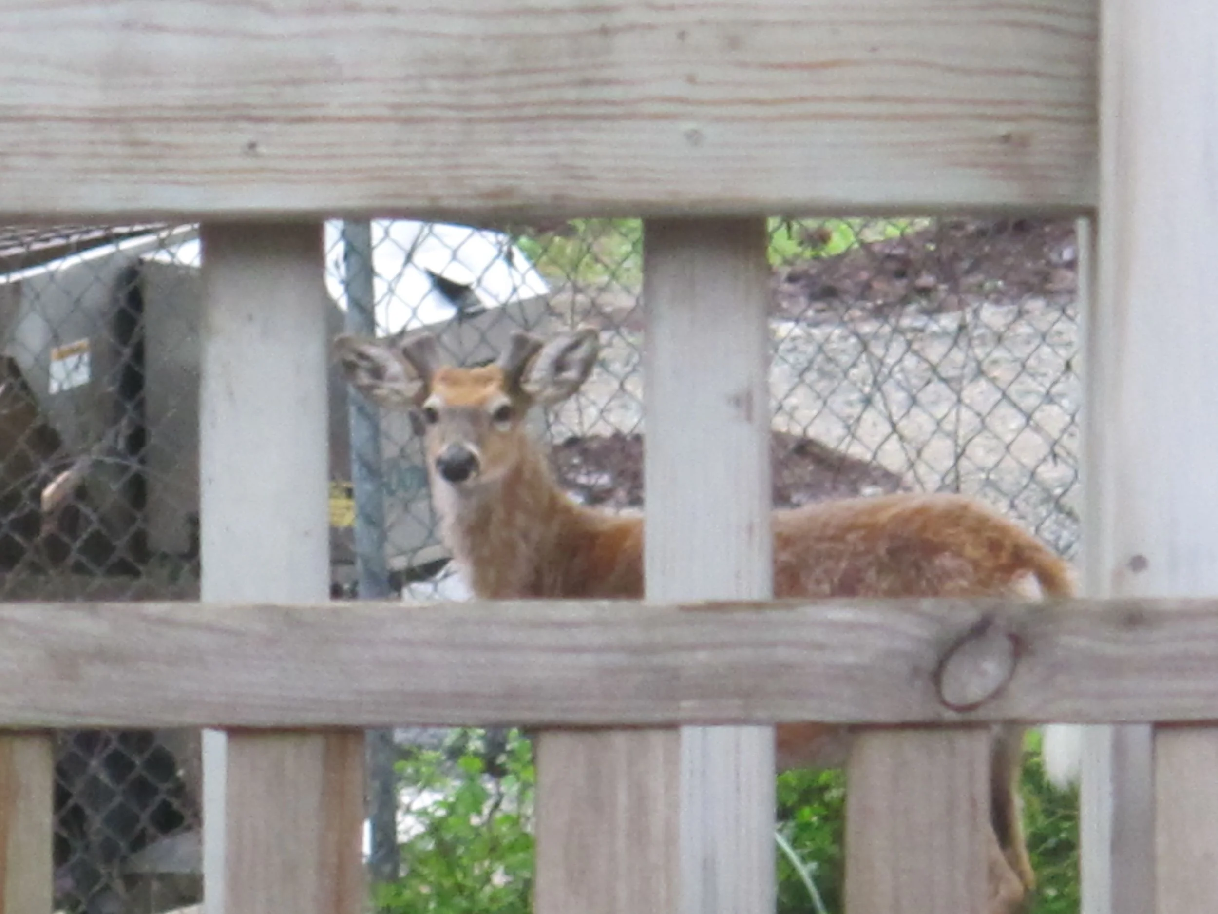 For the first time ever Pamelia and I saw a deer visiting The Naturalist's Notebook. He or she was nibbling on a neighbor's garden in the back of the building.