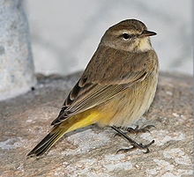 Palm warbler