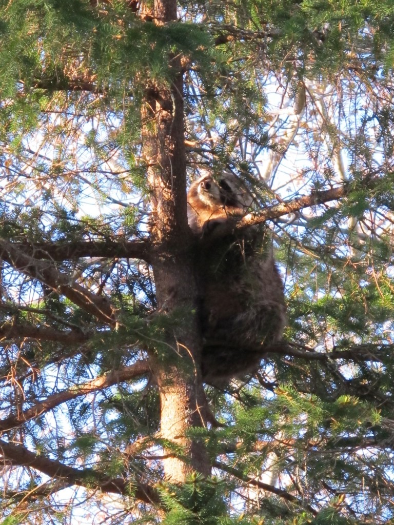 This raccoon tried hiding, totally still, about 20 feet up a tree when he saw us leaving our house.