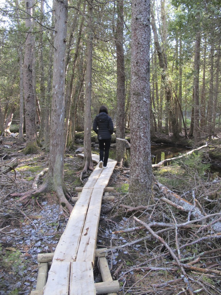The weather was brisk and windy, and no insects bothered us even though we were near a stream and forest pools, which are breeding grounds. Pamelia's rule of thumb is that the black flies in Down East Maine are worst from Mother's Day to Father's Day. They seem to be a little late this year.