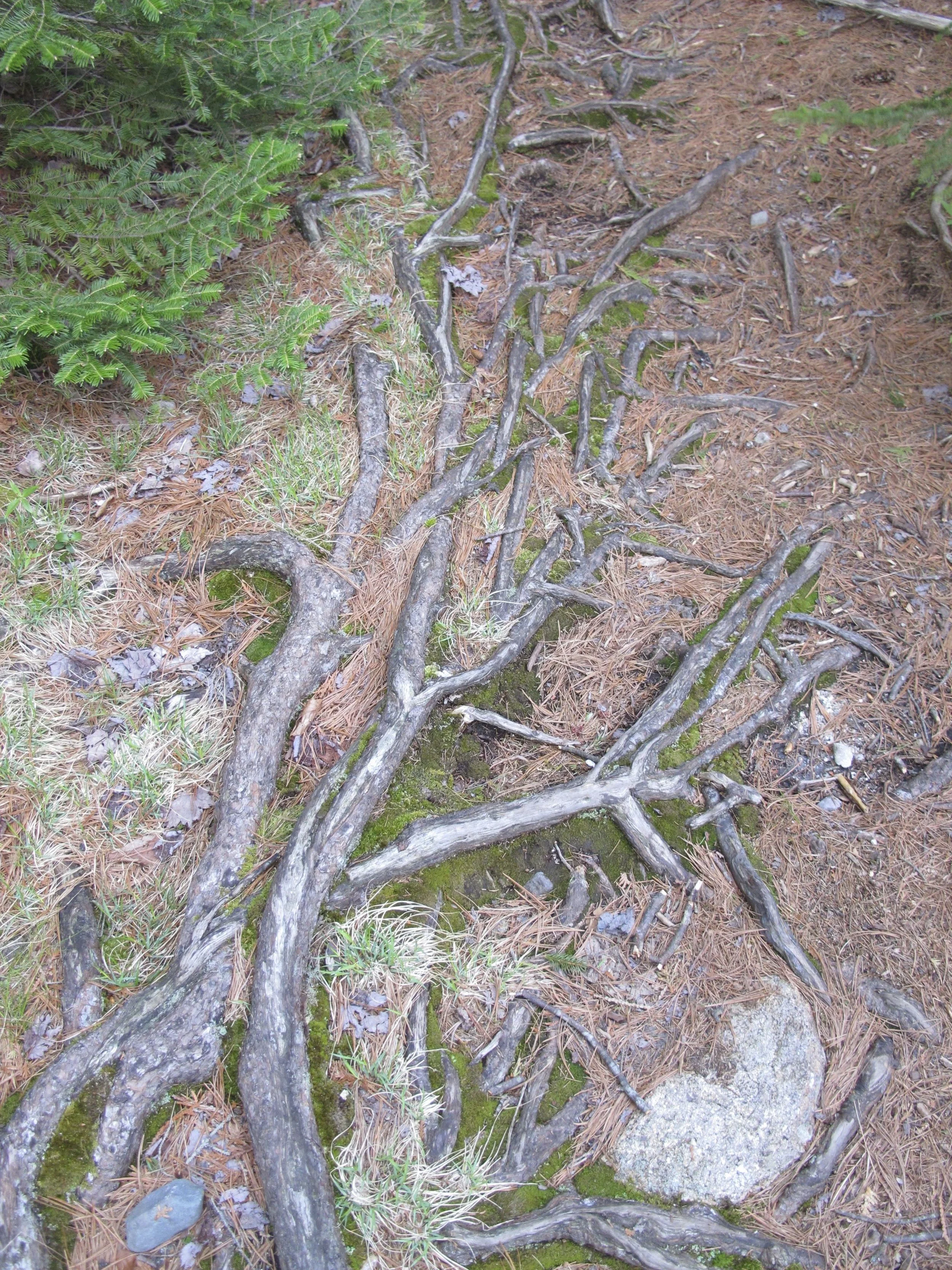 Those roots can be beautiful, though.