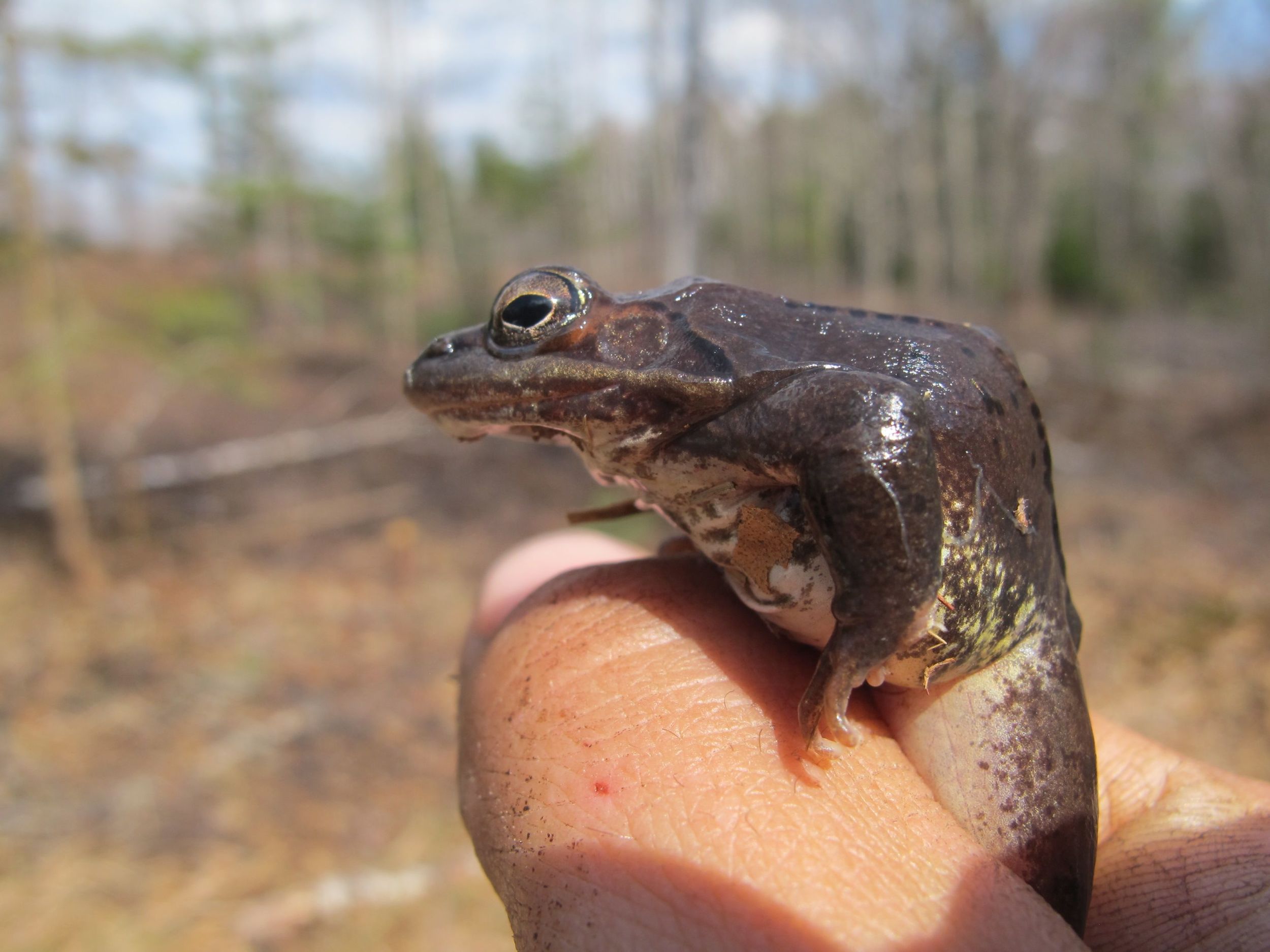 Bernd was the master frog catcher. This is a wood frog.